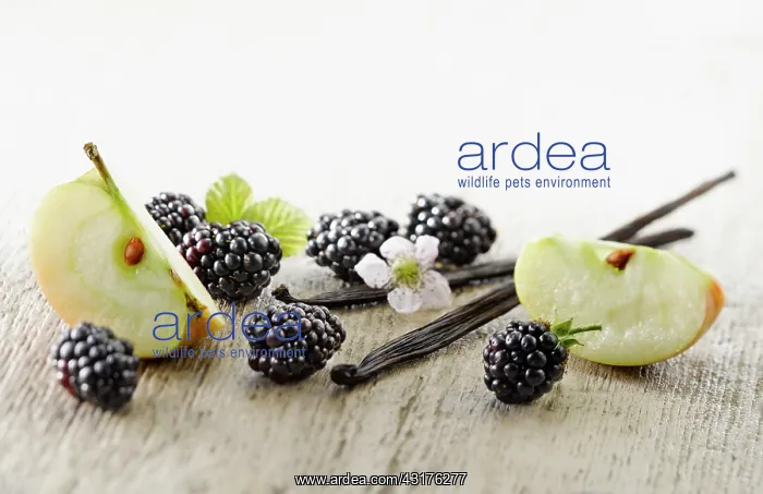 : Blackberry, Rubus cultivar. Several berries arranged : Blackberry, Rubus cultivar. Several berries arranged