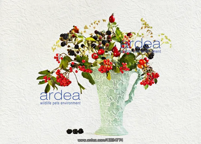  : Blackberry, Rubus cultivar Rowan, Sorbus and Rosehip