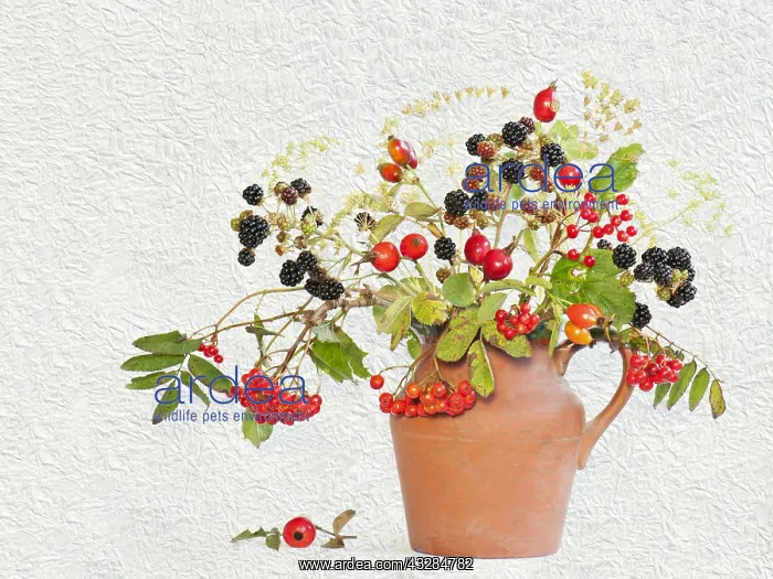 : Blackberry, Rubus cultivar Rowan, Sorbus and Rosehip : Blackberry, Rubus cultivar Rowan, Sorbus and Rosehip