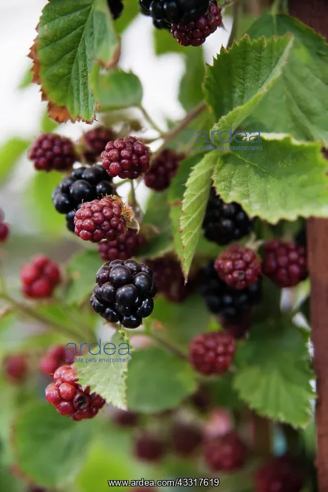 : Blackberry, Rubus fruticosus Loch Tay, Berries : Blackberry, Rubus fruticosus Loch Tay, Berries
