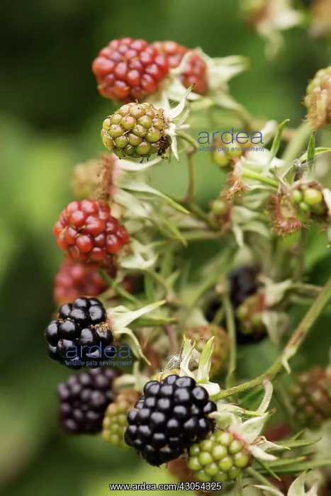 : Blackberry, Wild : Blackberry, Wild