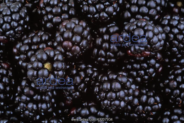 : Blackberry, wild : Blackberry, wild