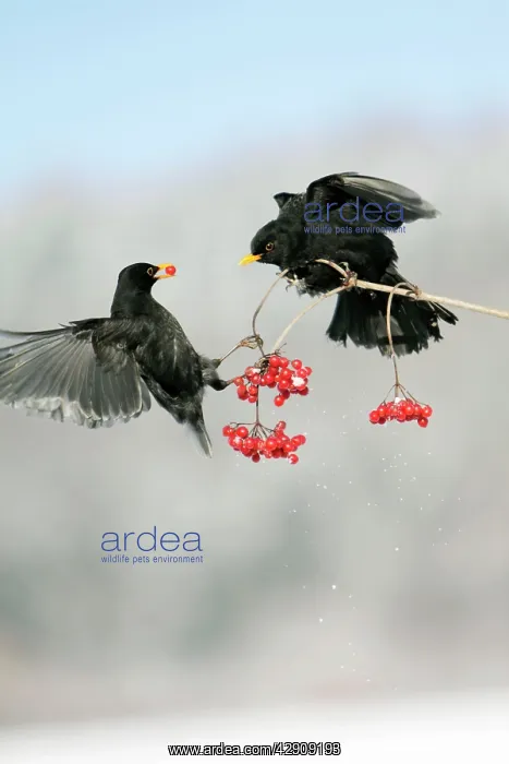 : Blackbird - 2 males fighting over Guelder Rose : Blackbird - 2 males fighting over Guelder Rose