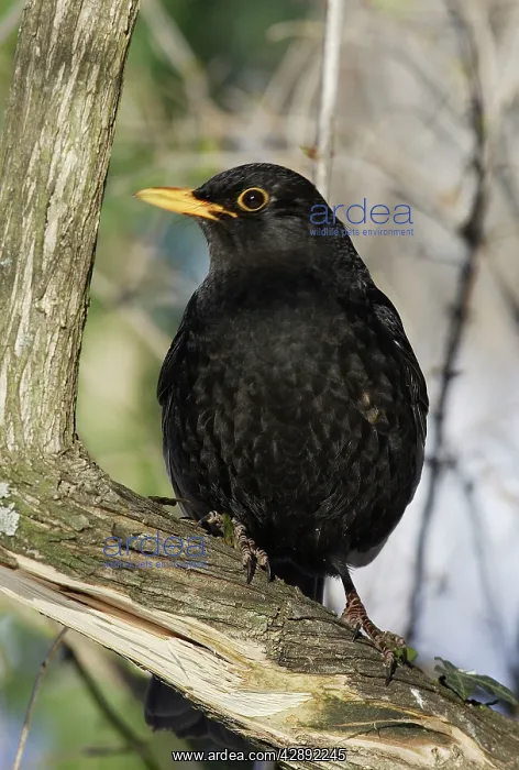 : Blackbird. (Turdus merula). Alsace - France : Blackbird. (Turdus merula). Alsace - France