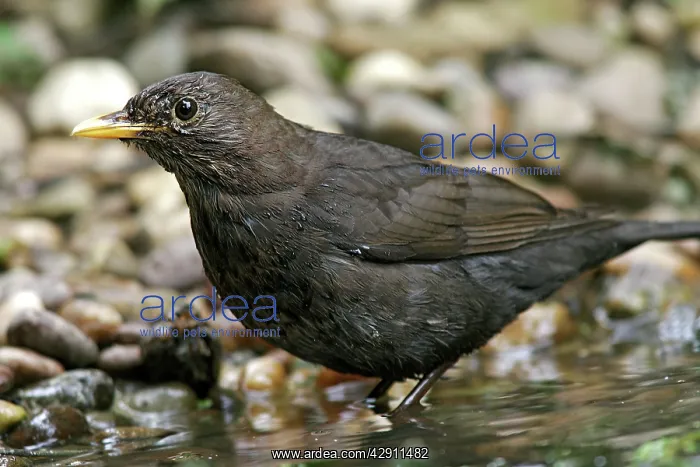 : Blackbird (Turdus merula). France : Blackbird (Turdus merula). France