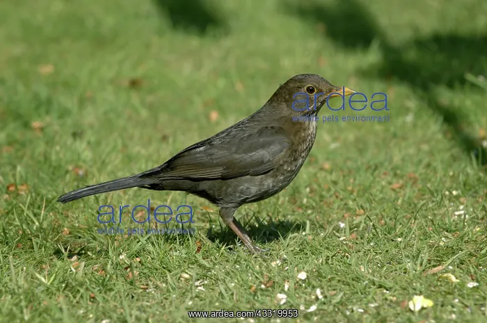 : Blackbird. Female hen blackbird with birdfood on a garden lawn in spring : Blackbird. Female hen blackbird with birdfood on a garden lawn in spring