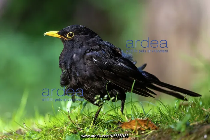 : BLACKBIRD. France, Brittany, Ille et Vilaine, Blackbird : BLACKBIRD. France, Brittany, Ille et Vilaine, Blackbird
