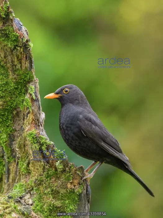 : Blackbird : Blackbird