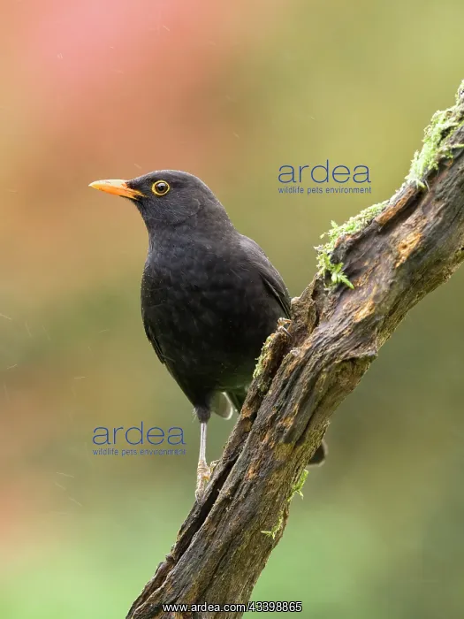 : Blackbird : Blackbird