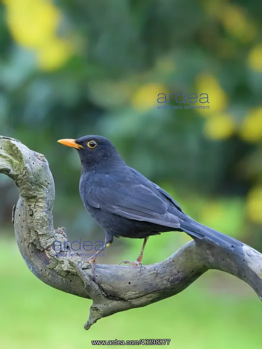 : Blackbird : Blackbird