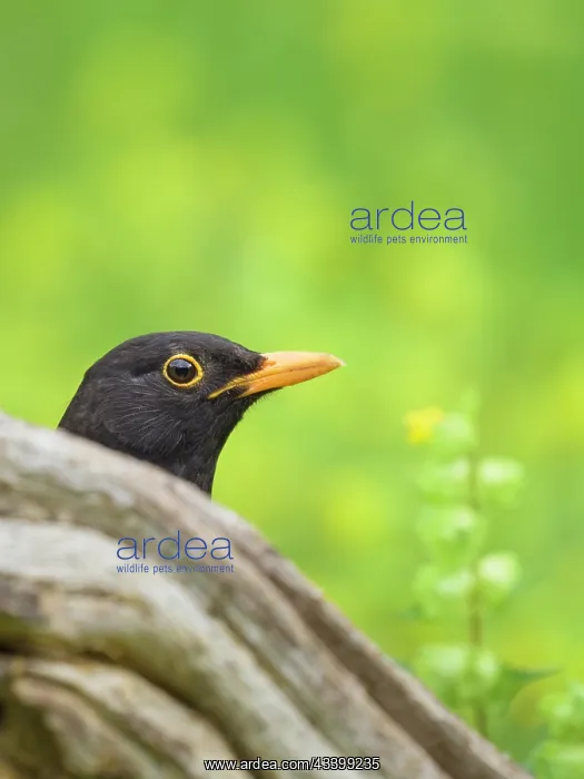 : Blackbird : Blackbird