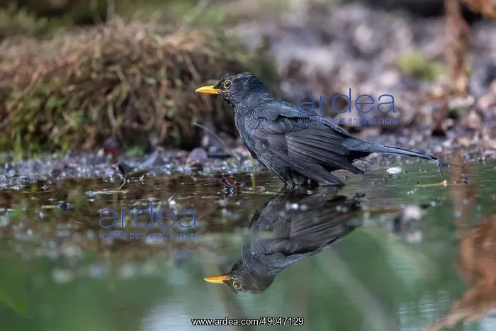 : BLACKBIRD. France, Bretagne, Ille et Vilaine, Merle noir : BLACKBIRD. France, Bretagne, Ille et Vilaine, Merle noir