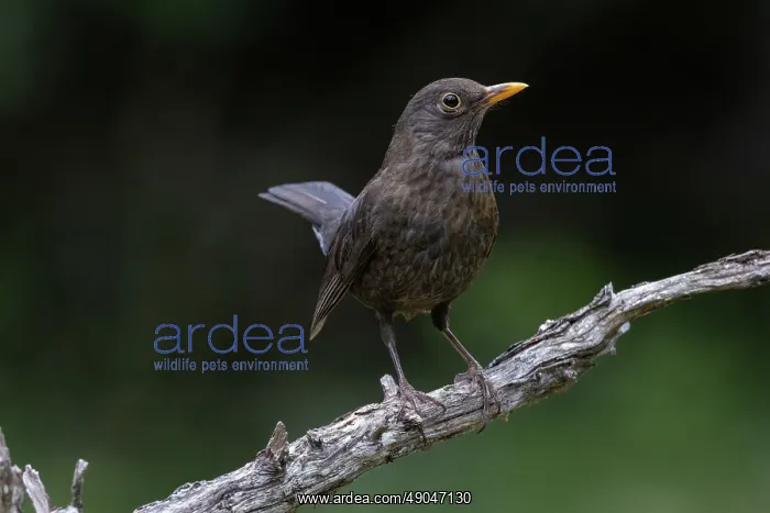 : BLACKBIRD. France, Aude, Merle noir (Turdus merula) : BLACKBIRD. France, Aude, Merle noir (Turdus merula)