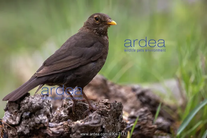 : BLACKBIRD. France, Aude, Merle noir (Turdus merula) : BLACKBIRD. France, Aude, Merle noir (Turdus merula)