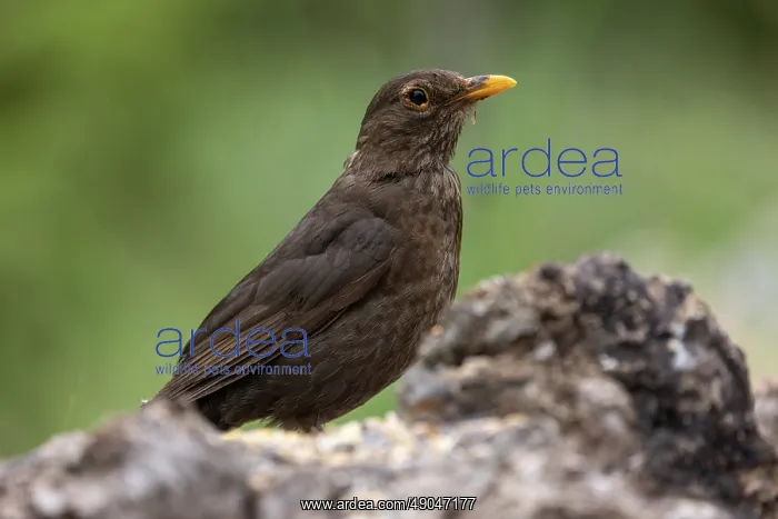 : BLACKBIRD. France, Aude, Merle noir (Turdus merula) : BLACKBIRD. France, Aude, Merle noir (Turdus merula)
