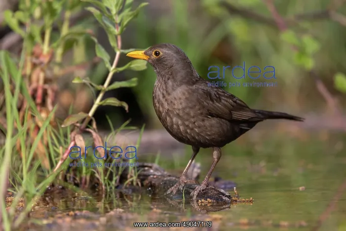 : BLACKBIRD. France, Aude, Merle noir (Turdus merula) : BLACKBIRD. France, Aude, Merle noir (Turdus merula)