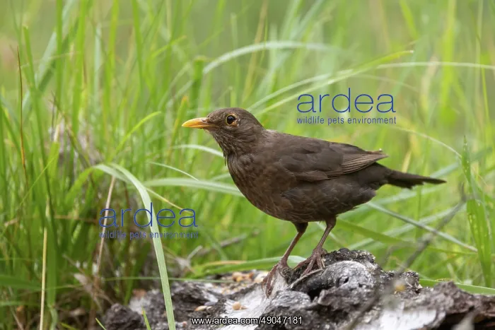 : BLACKBIRD. France, Aude, Merle noir (Turdus merula) : BLACKBIRD. France, Aude, Merle noir (Turdus merula)