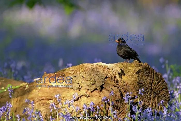 : Blackbird adult male on fallen tree truck in : Blackbird adult male on fallen tree truck in
