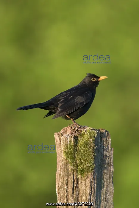 : Blackbird - adult male perched on post - Germany : Blackbird - adult male perched on post - Germany