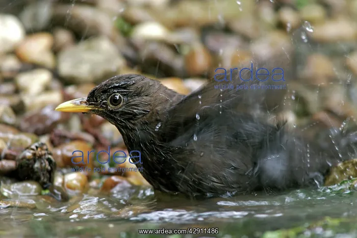 : Blackbird - bathing : Blackbird - bathing
