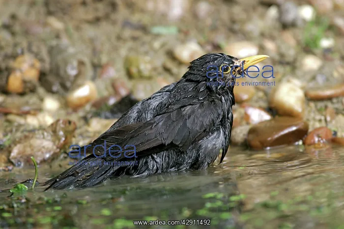 : Blackbird - bathing : Blackbird - bathing