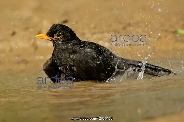 : Blackbird - bathing in rain puddle flapping it's wings : Blackbird - bathing in rain puddle flapping it's wings