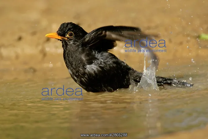: Blackbird - bathing in rain puddle flapping it's wings : Blackbird - bathing in rain puddle flapping it's wings