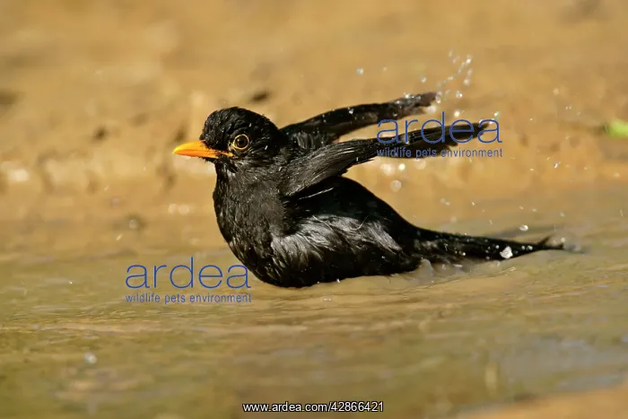 : Blackbird - bathing in a rain puddle flapping it's wings : Blackbird - bathing in a rain puddle flapping it's wings