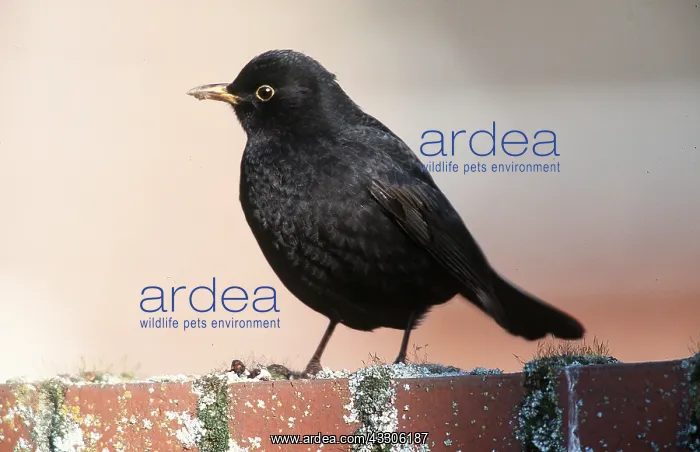 : BLACKBIRD - on brick wall : BLACKBIRD - on brick wall