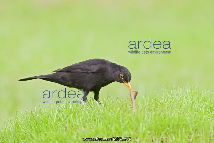 : Blackbird chick pulling worm : Blackbird chick pulling worm