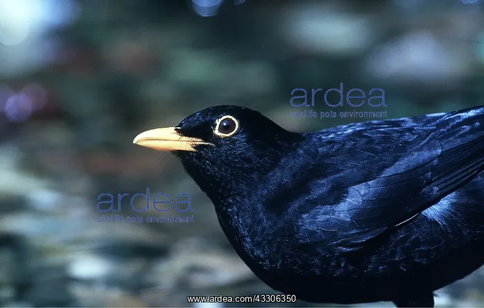 : BLACKBIRD - close-up : BLACKBIRD - close-up