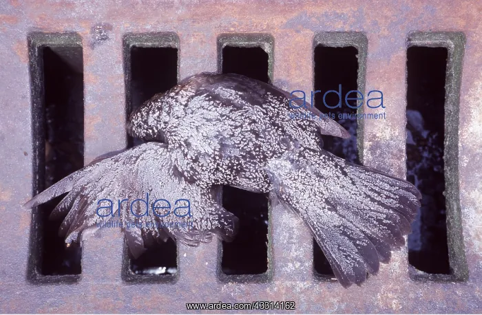 : BLACKBIRD - dead bird in gutter : BLACKBIRD - dead bird in gutter