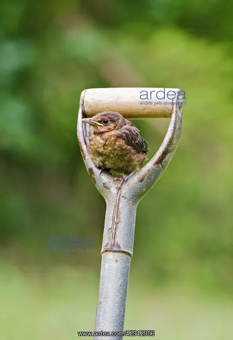 : Blackbird E youngster on garden fork : Blackbird E youngster on garden fork
