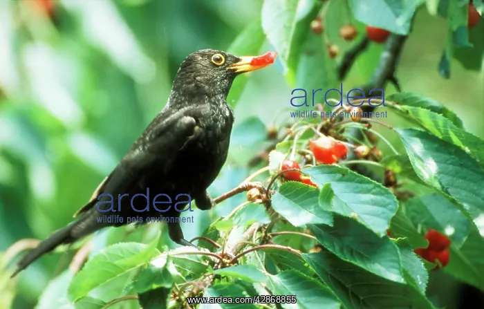 : BLACKBIRD - eating cherries : BLACKBIRD - eating cherries