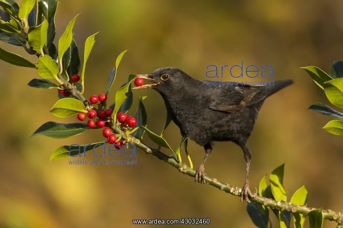 : Blackbird - Eating Holly Berries - Cornwall - UK : Blackbird - Eating Holly Berries - Cornwall - UK