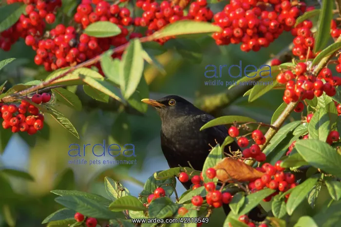 : Blackbird - Feeding on Autumn Berries : Blackbird - Feeding on Autumn Berries