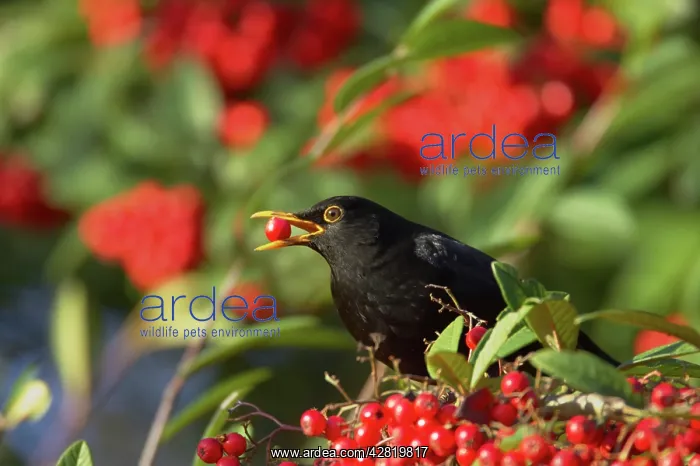 : Blackbird - Feeding on Autumn Berries : Blackbird - Feeding on Autumn Berries