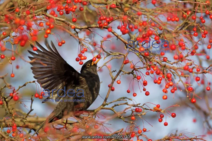 : Blackbird - feeding on Autumn berries : Blackbird - feeding on Autumn berries