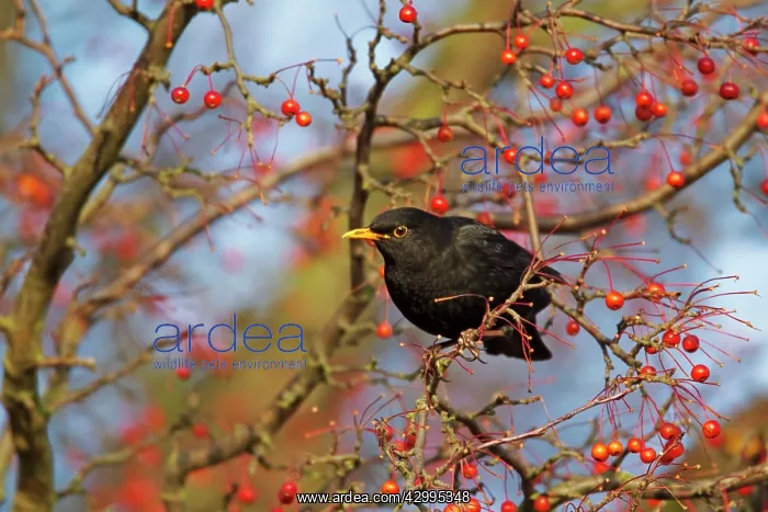  : Blackbird - feeding on Autumn berries