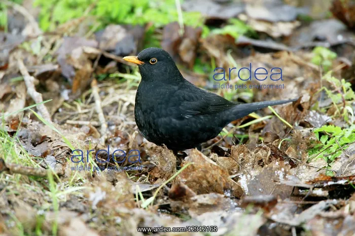 : Blackbird - Feeding in hail in dead leaves : Blackbird - Feeding in hail in dead leaves
