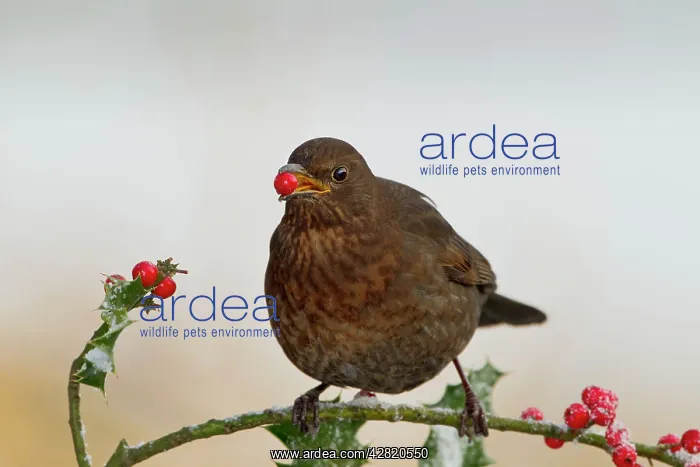 : Blackbird - feeding on Holly berries : Blackbird - feeding on Holly berries