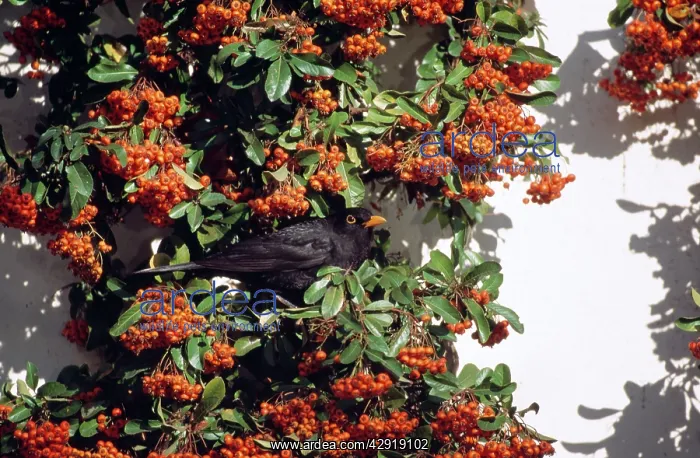 : BLACKBIRD - feeding on pyracantha coccinea : BLACKBIRD - feeding on pyracantha coccinea