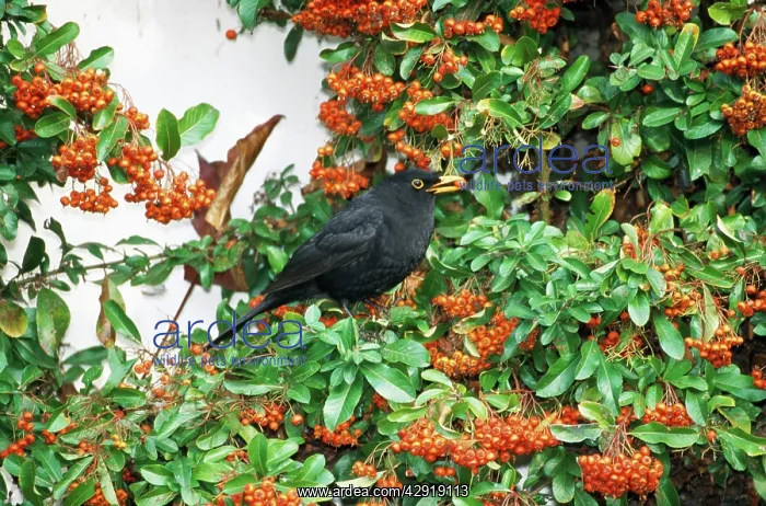 : BLACKBIRD - feeding on pyracantha coccinea : BLACKBIRD - feeding on pyracantha coccinea