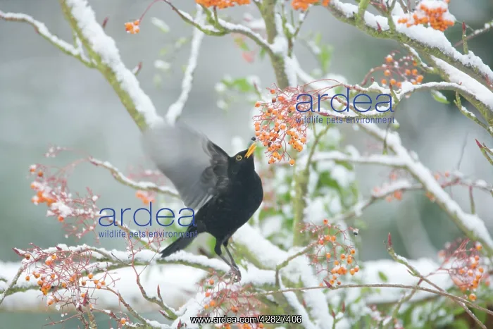 : Blackbird - feeding on Rowan Berries in Snow : Blackbird - feeding on Rowan Berries in Snow