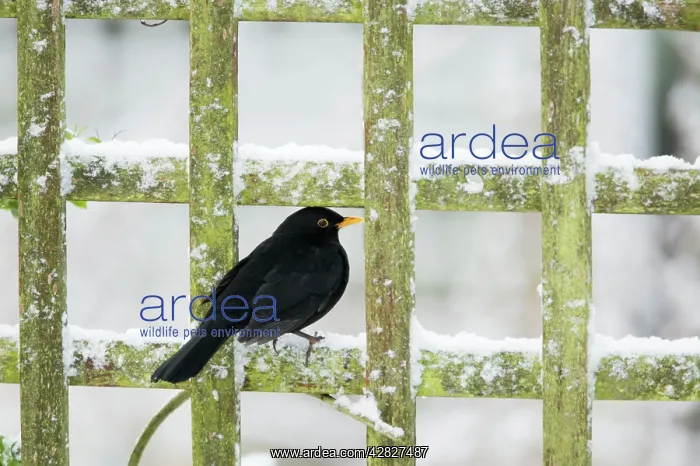: Blackbird - feeding on Rowan Berries in snow in Garden : Blackbird - feeding on Rowan Berries in snow in Garden