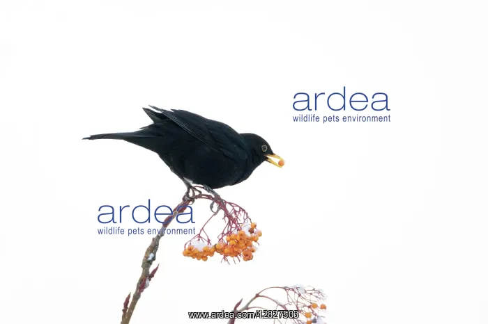 : Blackbird - feeding on Rowan Berries in snow in Garden : Blackbird - feeding on Rowan Berries in snow in Garden