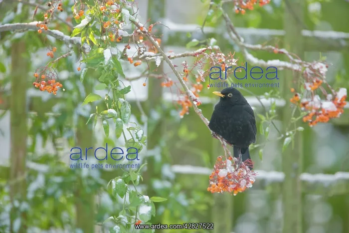 : Blackbird - feeding on Rowan Berries in snow in Garden : Blackbird - feeding on Rowan Berries in snow in Garden