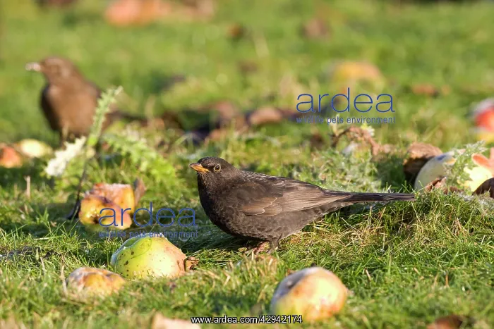 : Blackbird - Feeding on windfall apples : Blackbird - Feeding on windfall apples