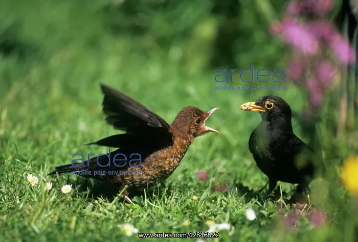 : Blackbird - feeding young fledgling : Blackbird - feeding young fledgling