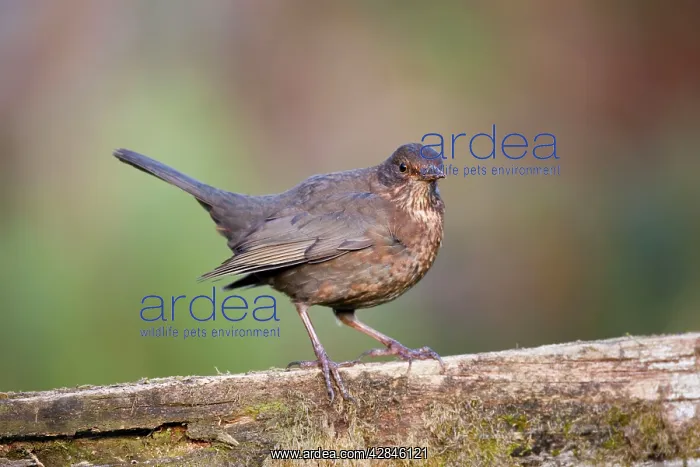 : Blackbird - female : Blackbird - female